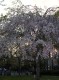 見事な枝垂桜でした